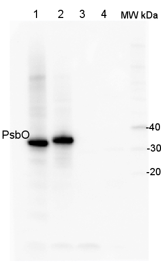western blot detection using anti-PsbO antibody